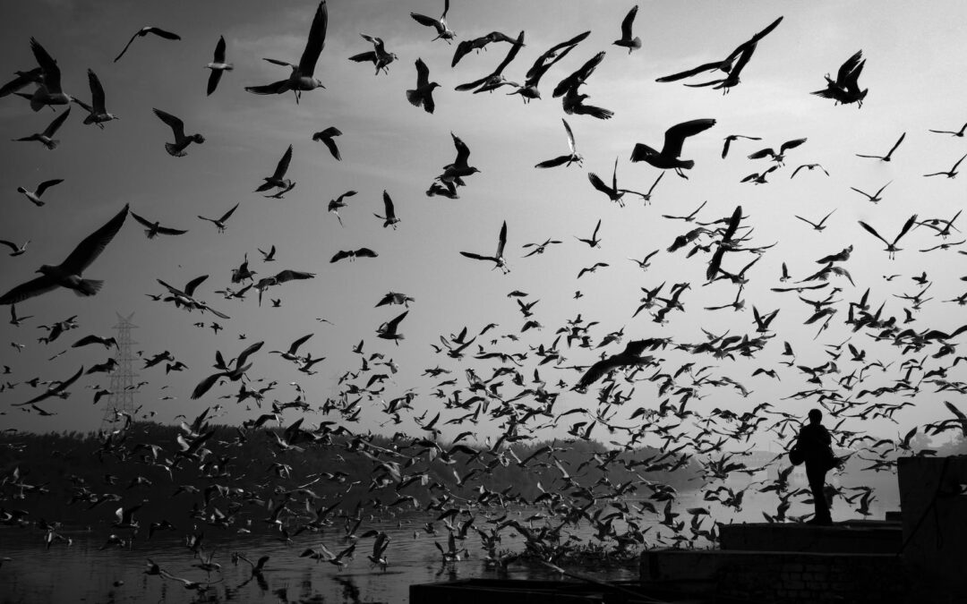 greyscale photography of flock of birds