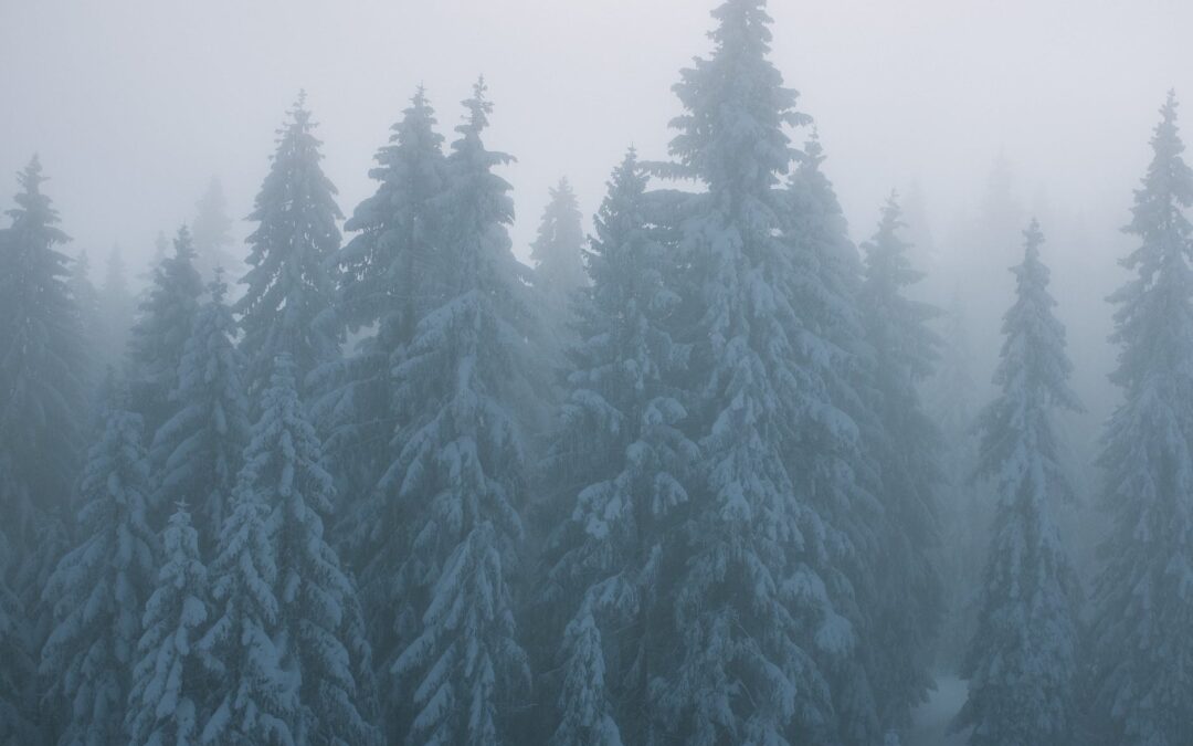 snowy trees in misty woods in wintertime