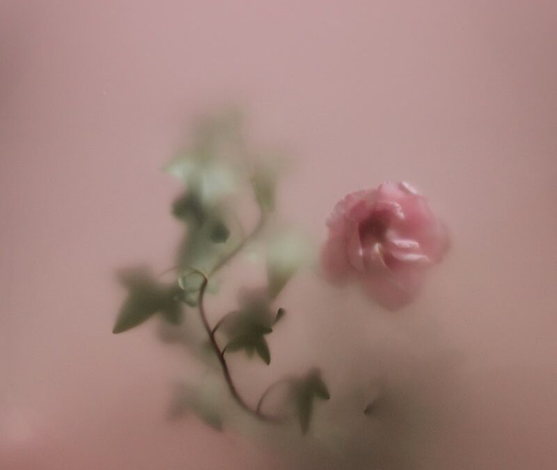 A Flower Behind a Translucent Glass